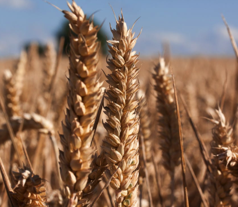 Le secret du pain bio, à base de farine de levain bio.