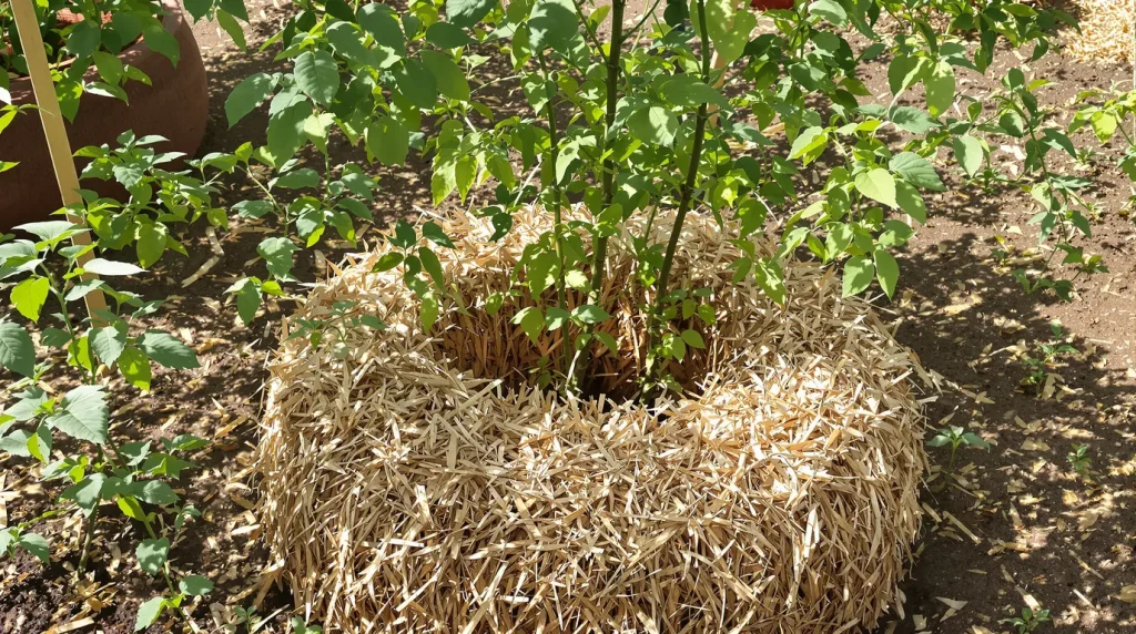 Tomates : le geste naturel à faire au pied dès le printemps pour empêcher le mildiou et sauver votre récolte