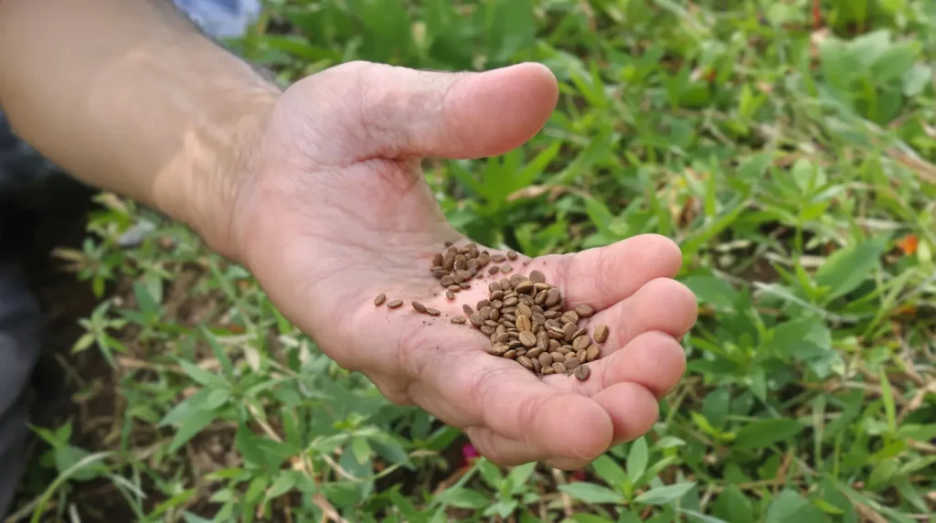 Votre pelouse redeviendra enfin plus dense et plus verte grâce à l'ajout d'un seul élément naturel dès maintenant (et sans produits chimiques)